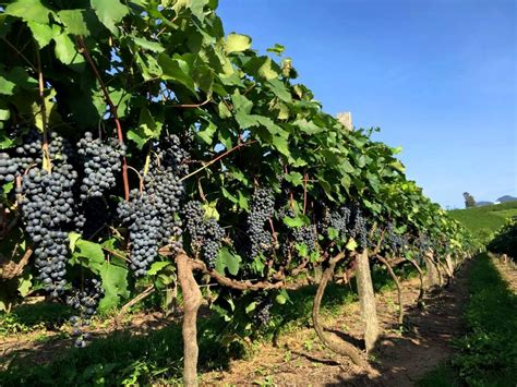plantação de uva - elenco de 18 outra vez